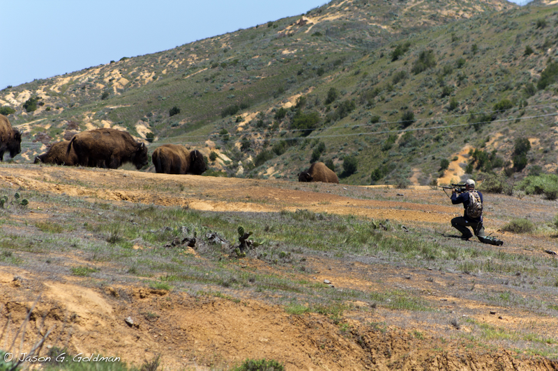 Illustration for article titled The Odd Tale of the Hollywood Bison and the Quest to Save It